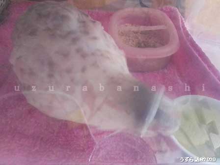 f:id:uzurabanashi:20200630153442j:plain f:id:uzurabanashi:20200630153442j:plain