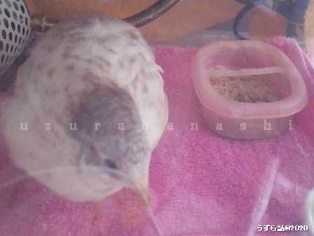 f:id:uzurabanashi:20200630153450j:plain f:id:uzurabanashi:20200630153450j:plain
