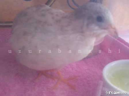 f:id:uzurabanashi:20200630153458j:plain f:id:uzurabanashi:20200630153458j:plain