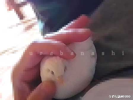 f:id:uzurabanashi:20200707130949j:plain f:id:uzurabanashi:20200707130949j:plain