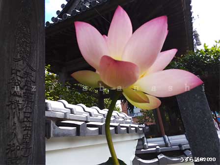 f:id:uzurabanashi:20200716225650j:plain 門前にさっそく蓮の花