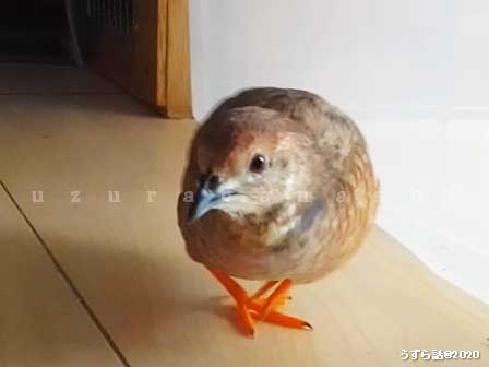 f:id:uzurabanashi:20200720164413j:plain 年とって色が変化したヒメウズラ