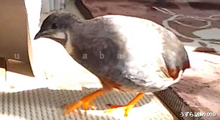 f:id:uzurabanashi:20200720164430j:plain シナモン色のヒメウズラの♂
