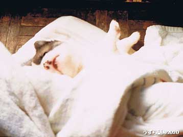 f:id:uzurabanashi:20200724154322j:plain 毛布にくるまって遊ぶ子犬