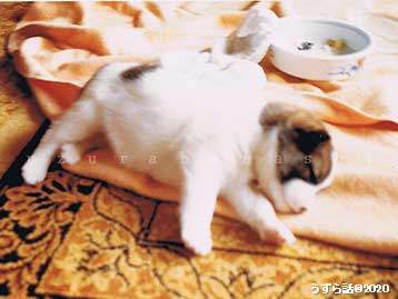 f:id:uzurabanashi:20200724154354j:plain お腹いっぱいで眠る子犬