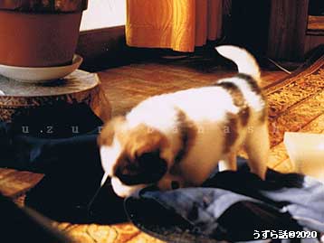 f:id:uzurabanashi:20200724154403j:plain 洗濯物で遊ぶ子犬