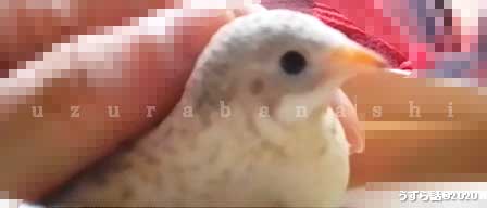 f:id:uzurabanashi:20200727150937j:plain カメラ嫌いのヒメウズラ