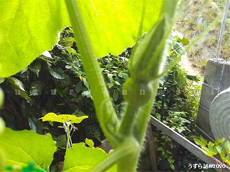 f:id:uzurabanashi:20200730162812j:plain つい一週間前のカボチャの雌花
