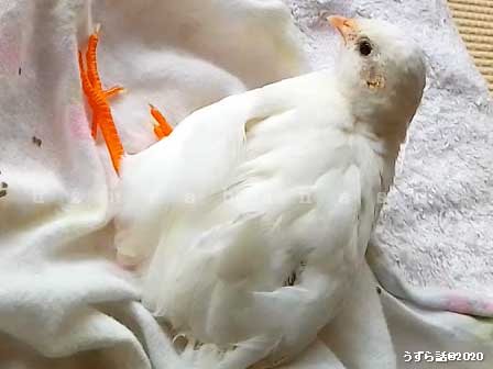 f:id:uzurabanashi:20200801154100j:plain 布風呂でくつろぐヒメウズラ