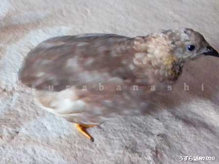 f:id:uzurabanashi:20200801160318j:plain シナモン色のヒメウズラ