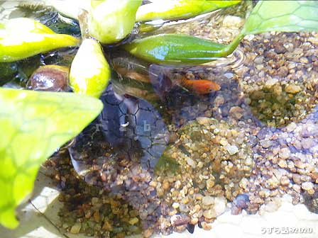 f:id:uzurabanashi:20200814164714j:plain ホテイ草に隠れる金魚
