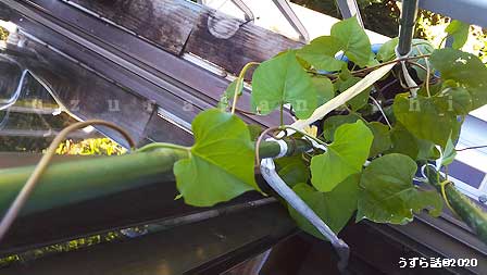 f:id:uzurabanashi:20200814165921j:plain 伸びている朝顔