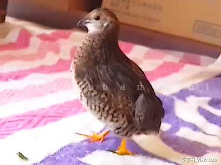 ノーマル柄のヒメウズラ