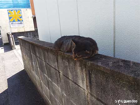 昼寝中の野良猫