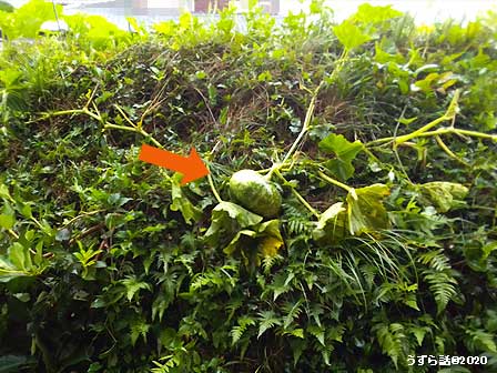 f:id:uzurabanashi:20200907095038j:plain