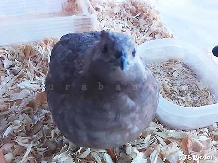 シナモンヒメウズラ