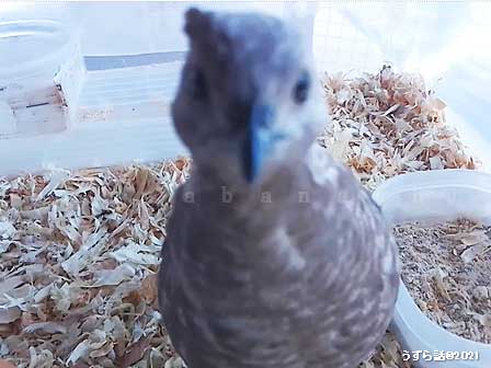 シナモンヒメウズラ