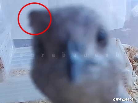ヒメウズラの寝癖
