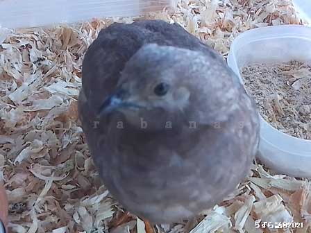 シナモンヒメウズラ