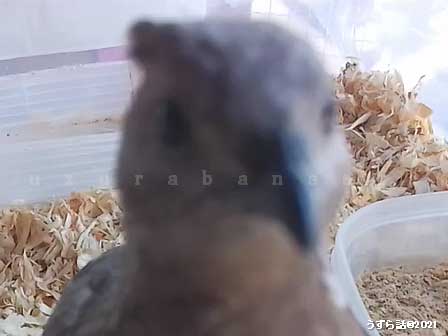 ヒメウズラの寝癖