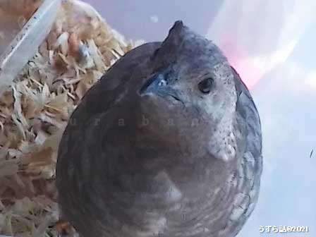 ヒメウズラの寝癖