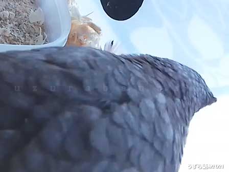 ヒメウズラの寝癖