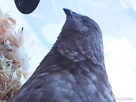 シナモンヒメウズラ