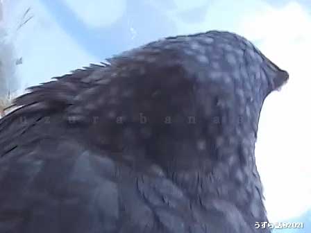 シナモンヒメウズラ