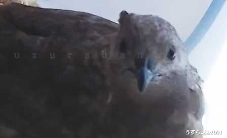 シナモンヒメウズラ