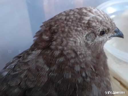 シナモンヒメウズラ
