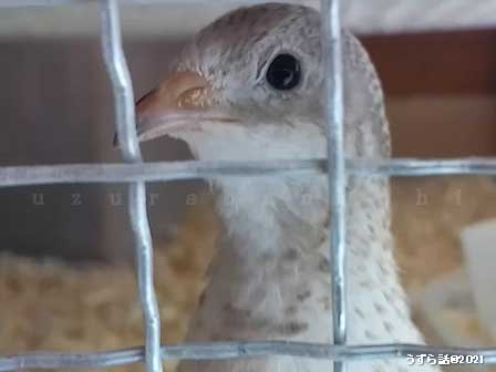 クリーム色のヒメウズラ