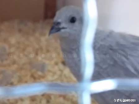 シルバーのヒメウズラ