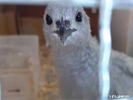シルバーのヒメウズラ