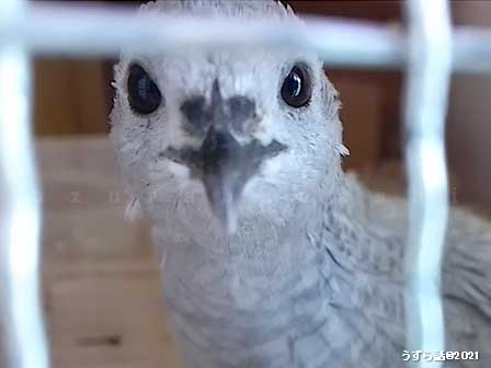 グレーのヒメウズラ