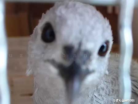 グレーのヒメウズラ