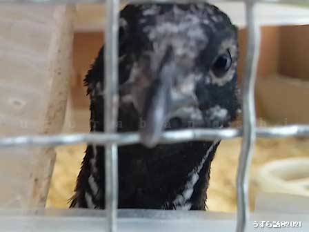 レッドブレストのヒメウズラ