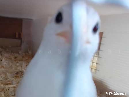 白いヒメウズラ