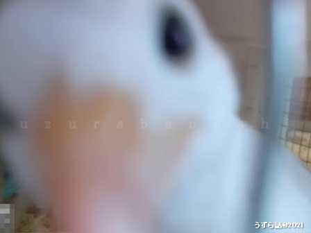 白いヒメウズラ