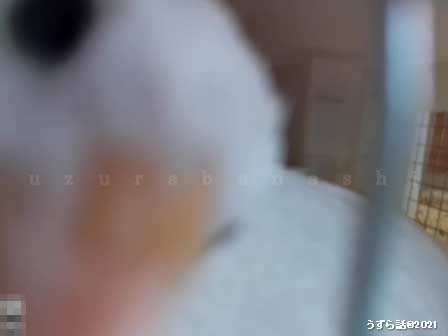 f:id:uzurabanashi:20210131152721j:plain