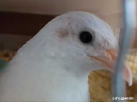 白いヒメウズラ