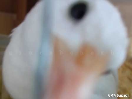 f:id:uzurabanashi:20210131153218j:plain