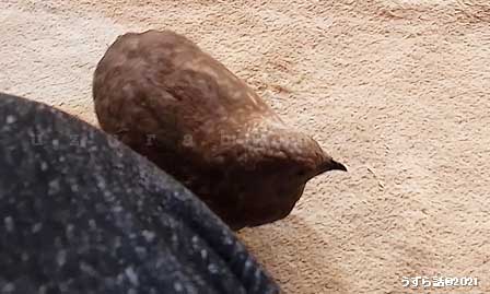 シナモンヒメウズラ
