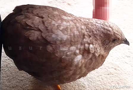 ヒメウズラをナデナデ
