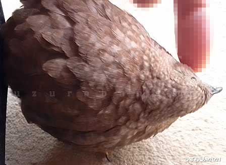 シナモンヒメウズラ
