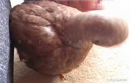 f:id:uzurabanashi:20210228000142j:plain