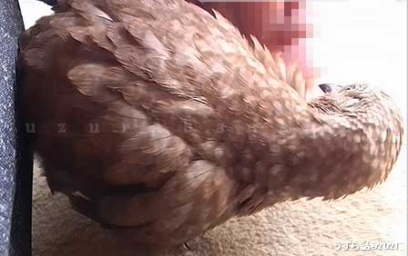 ナデナデされたいヒメウズラ