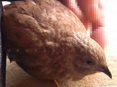 ヒメウズラをナデナデ
