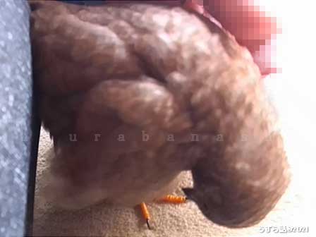 羽繕いするヒメウズラ