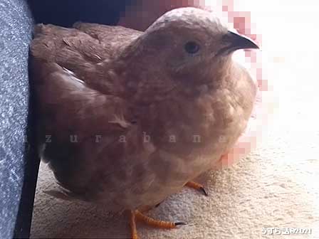 シナモンヒメウズラ