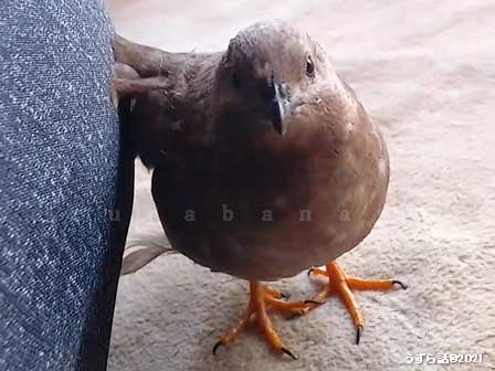 羽根がはねてるヒメウズラ